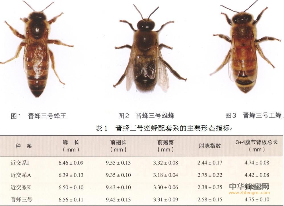 蜜蜂 蜜蜂品种 蜜蜂养殖 晋蜂3号 晋蜂3号特征 晋蜂3号简况 晋蜂3号